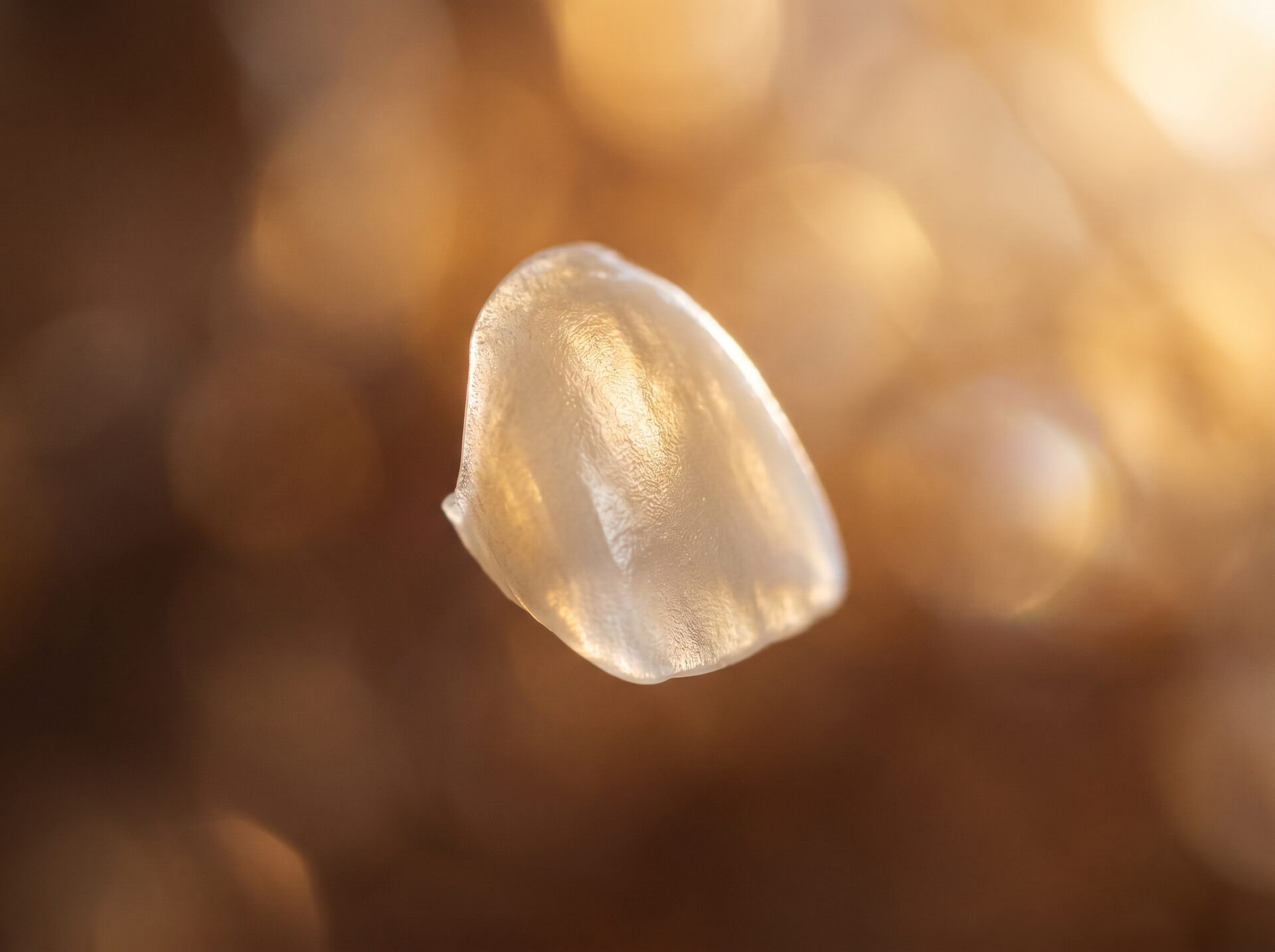 세라믹 베니어 매크로